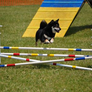 Aménagements Canins